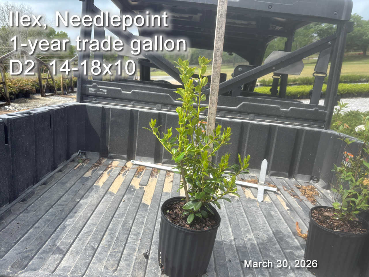 gallery/np1yt d2 mar30.jpg